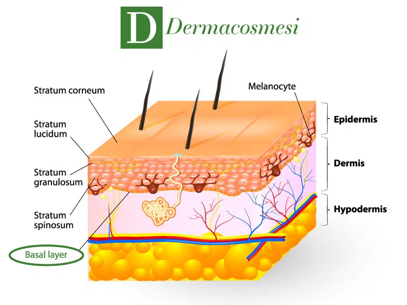 strato basale pelle dermacosmesi